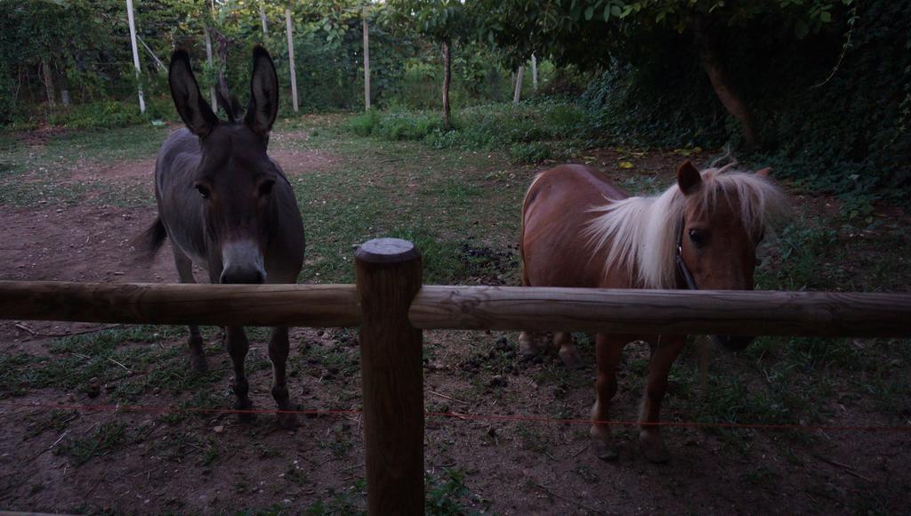 Agriturismo Fior Di Pesco Hotell Sommacampagna Exteriör bild